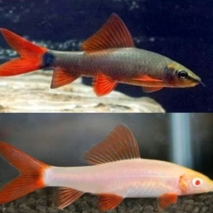 Ikan redfin black pembersih