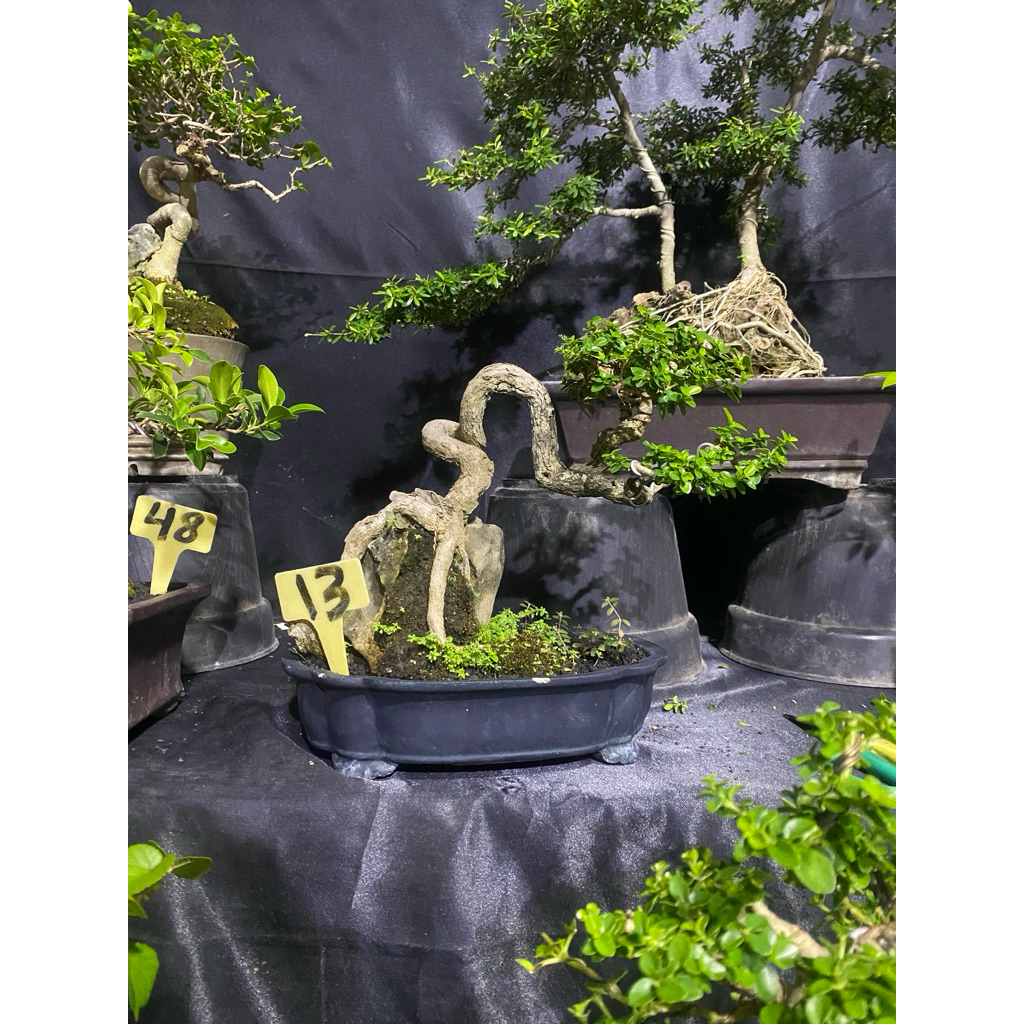 Bonsai Sancang Ort ori small kontes