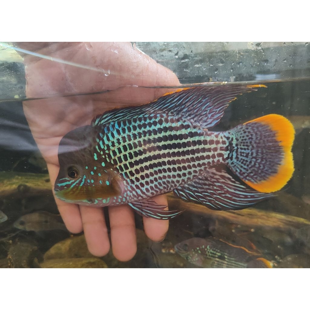 ikan hias Green terror cichlid siklid Golsom Jumbo jantan