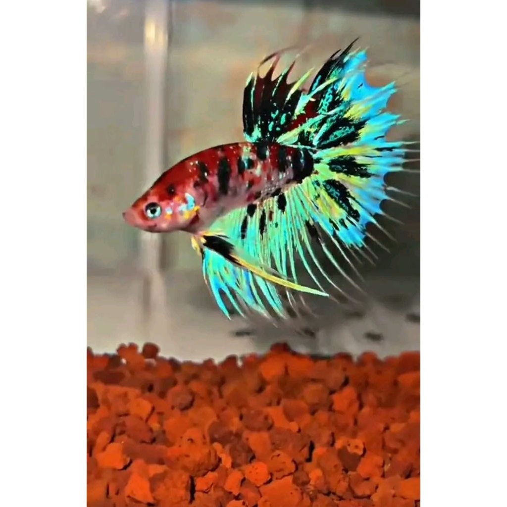 Ikan cupang CT METALIC