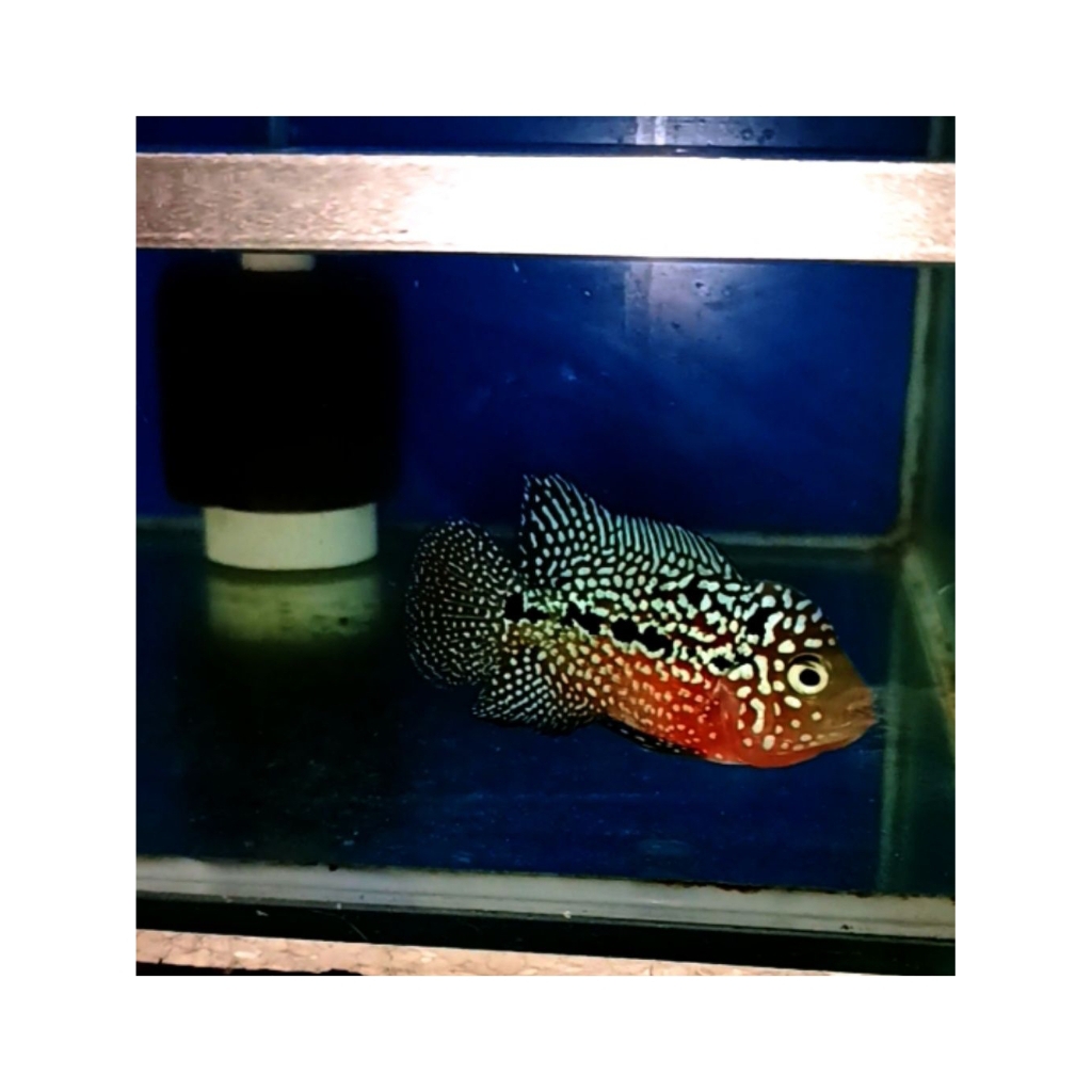 kamfa f2 ori Thailand kualitas vip