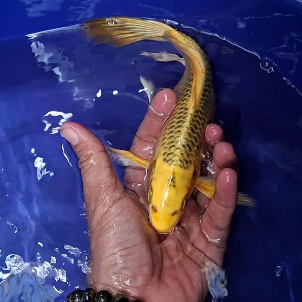 Ikan Koi Blitar Jenis Slayer Kumpay / Rumah Koi Jakarta / kode 002