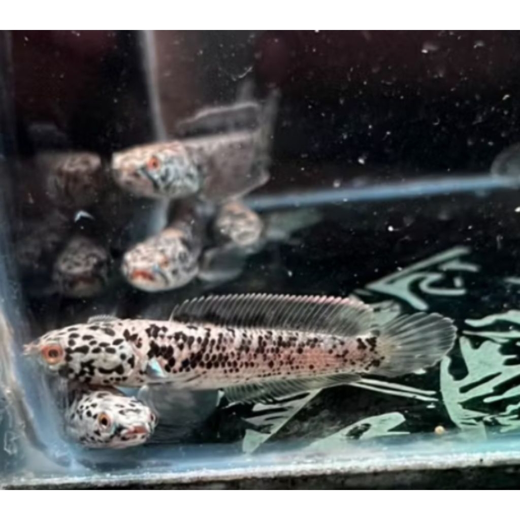 CHANA LIMBATA GRANIT PER EKOR