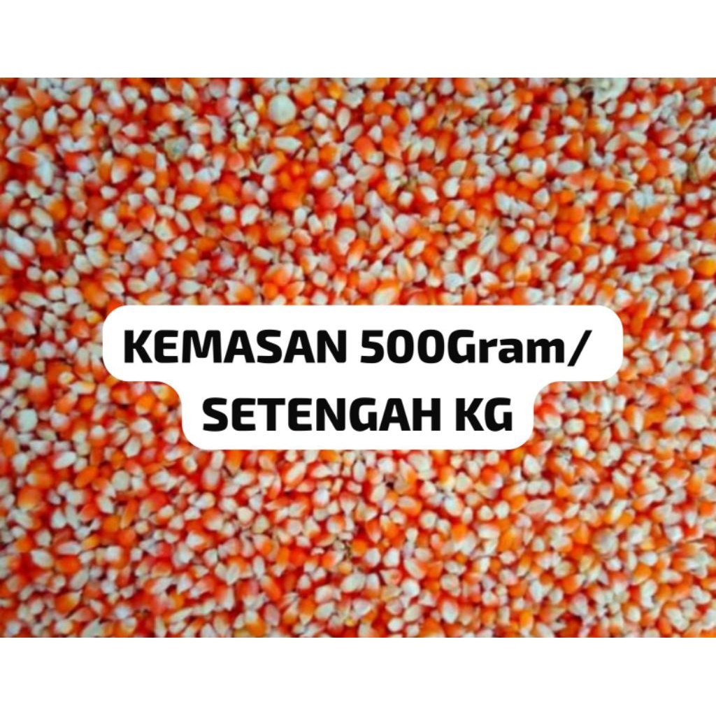 Jagung Kristal Super | Pakan Merpati | Pakan Ayam | Jagung Asli Probolinggo