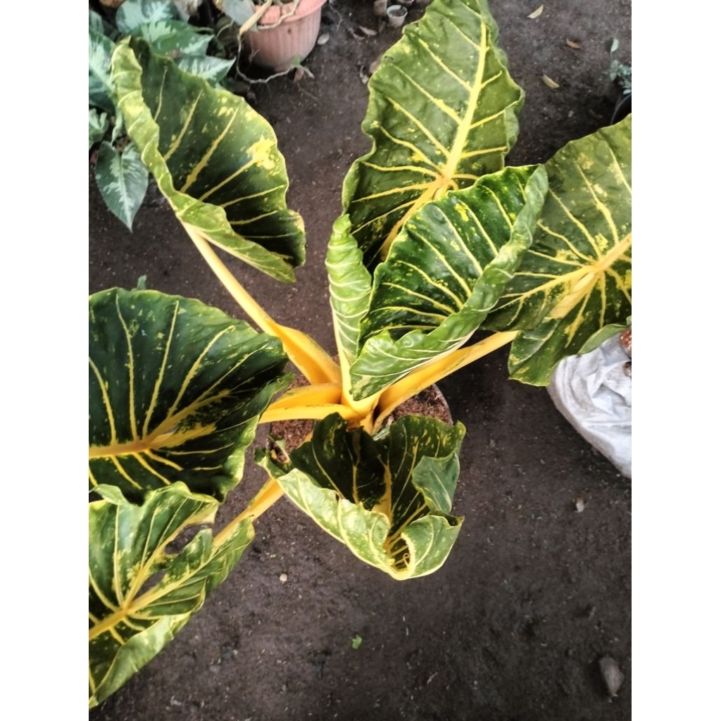 alokasia New Guinea gold sente golden