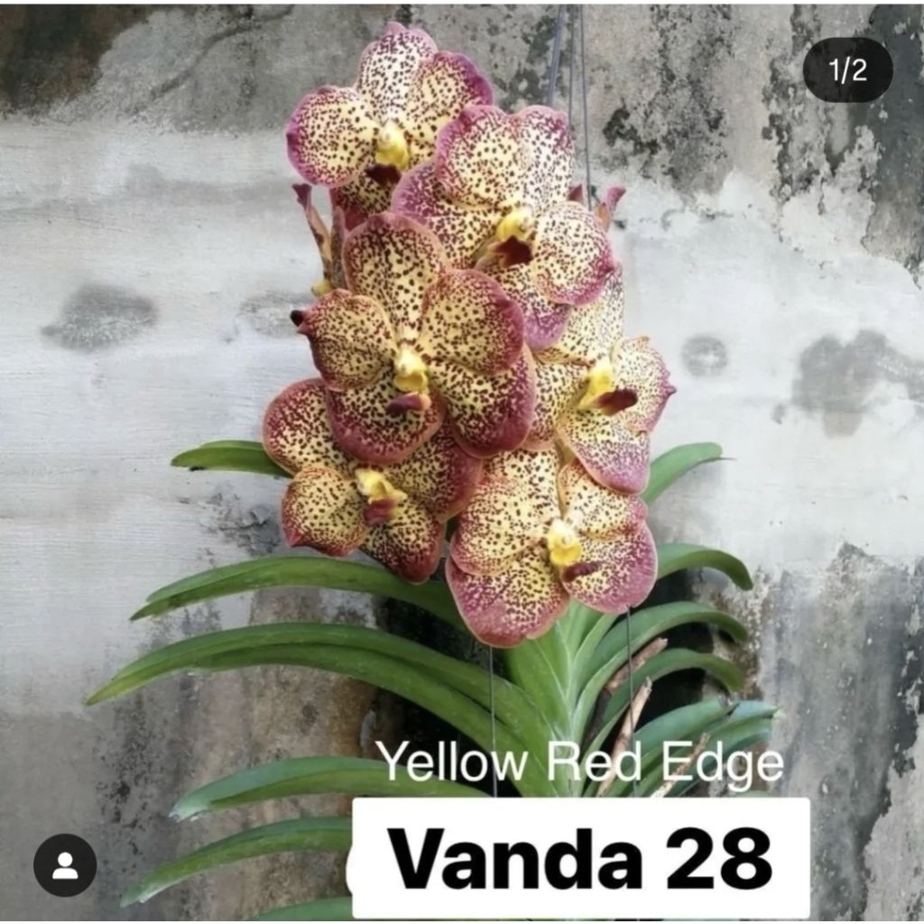 anggrek vanda spike