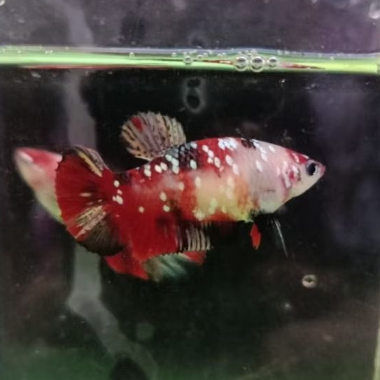 Betina red koi cooper