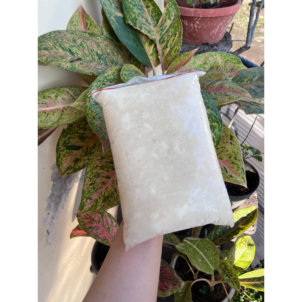 SIRSAK FROZEN 1 KG — SIRSAK BEKU 1 KG