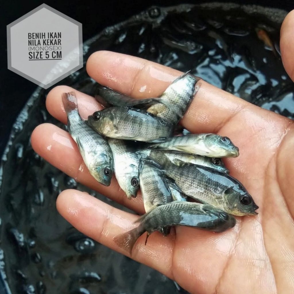Bibit ikan nila kekar Monosex 4cm (60 ekor) | Bonus pakan + Styrofoam box