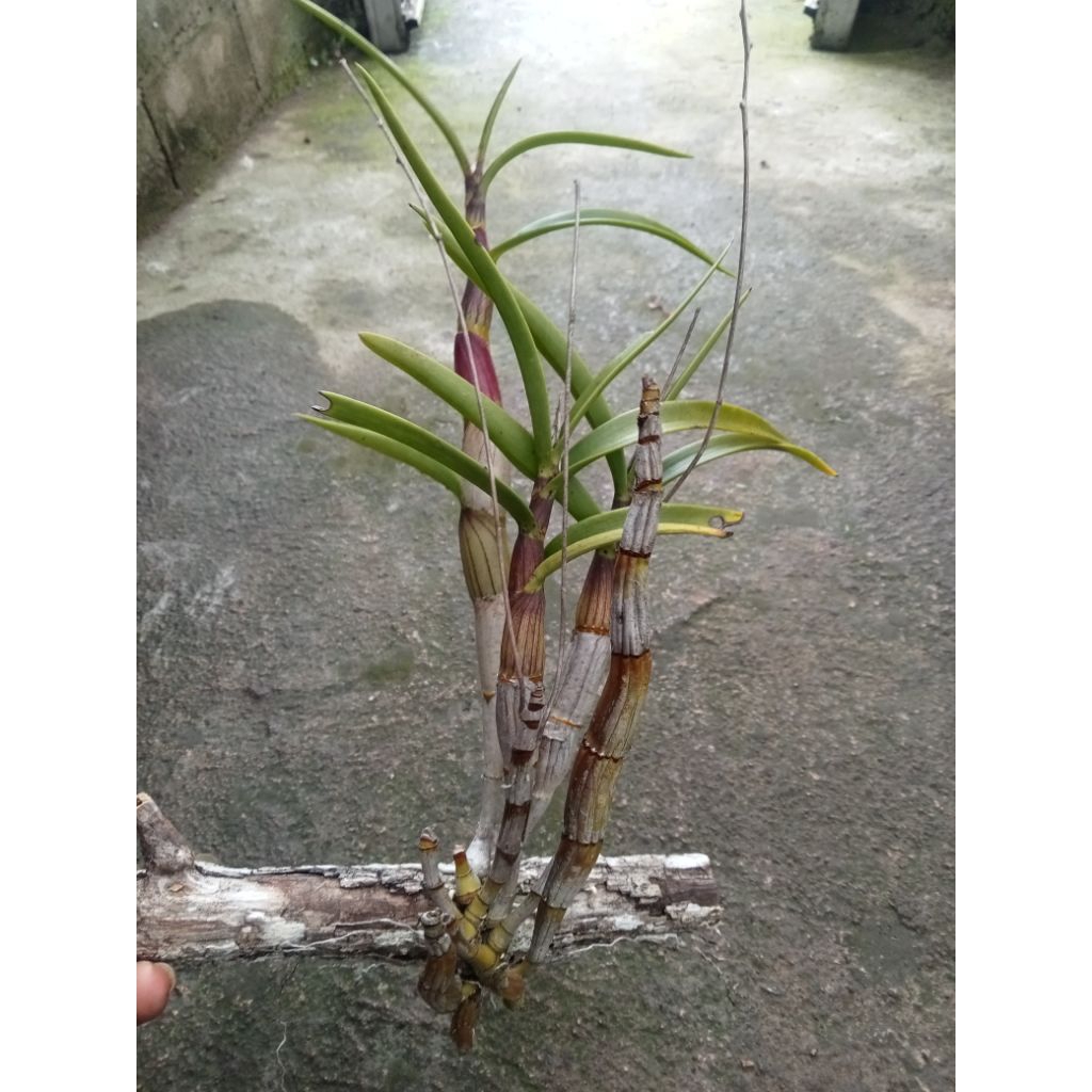 dendrobium larat hijau/capra