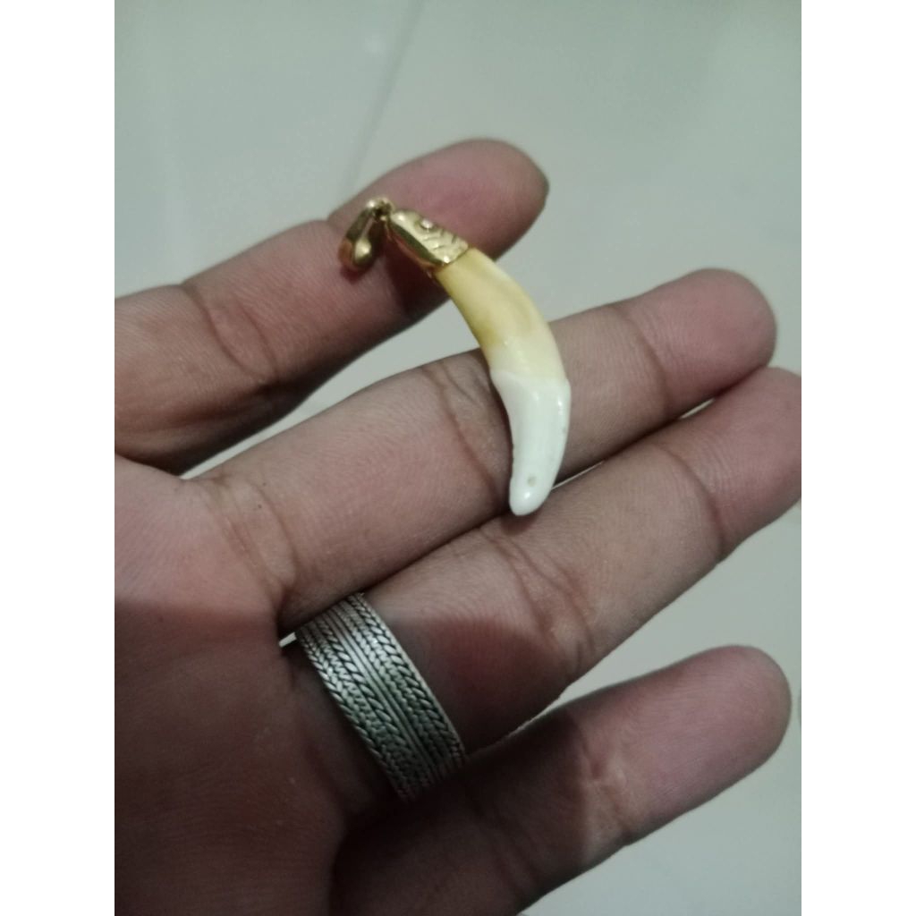 taring macan asli