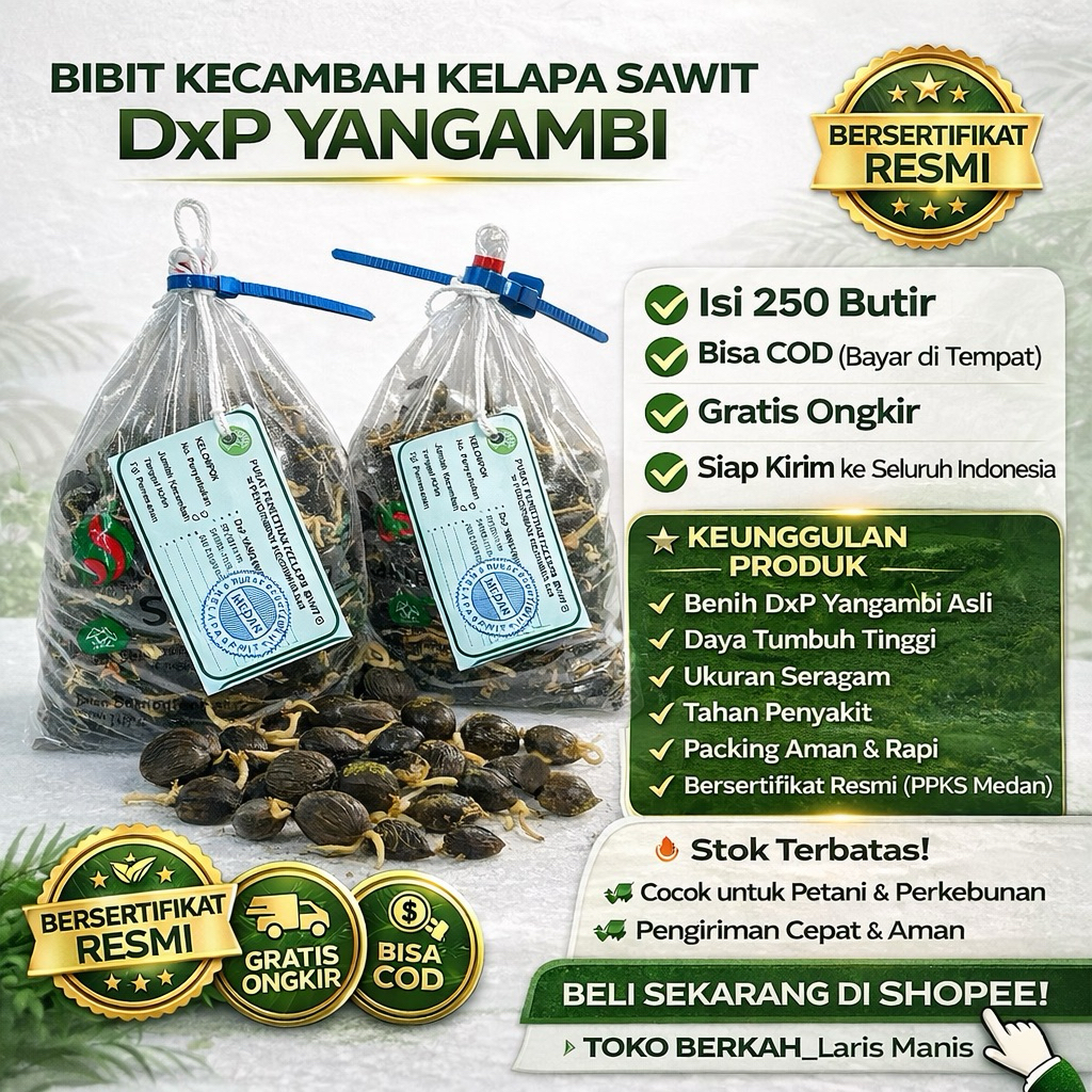 Bibit Kecambah Kelapa Sawit PPKS DxP YANGAMBI  Berkualitas Unggul dan Bersertifikat isi 250 Butir