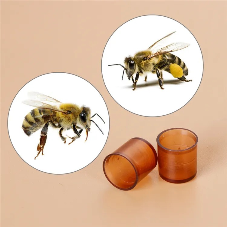 Alat ternak lebah madu apis cerana lebah lokal / apis melifera lebah australia mangkok ratu cell cup