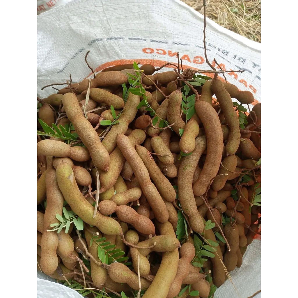 Asam Jawa Mentah 2 kg asam jawa asli 2kg asam jawa mentah premium
