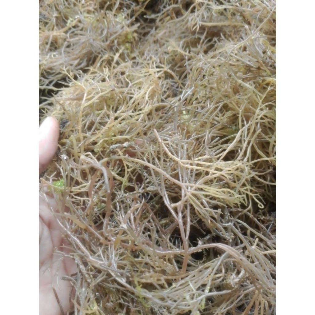 Rumput Laut Gracilaria fresh | basah kemasan 150 gram