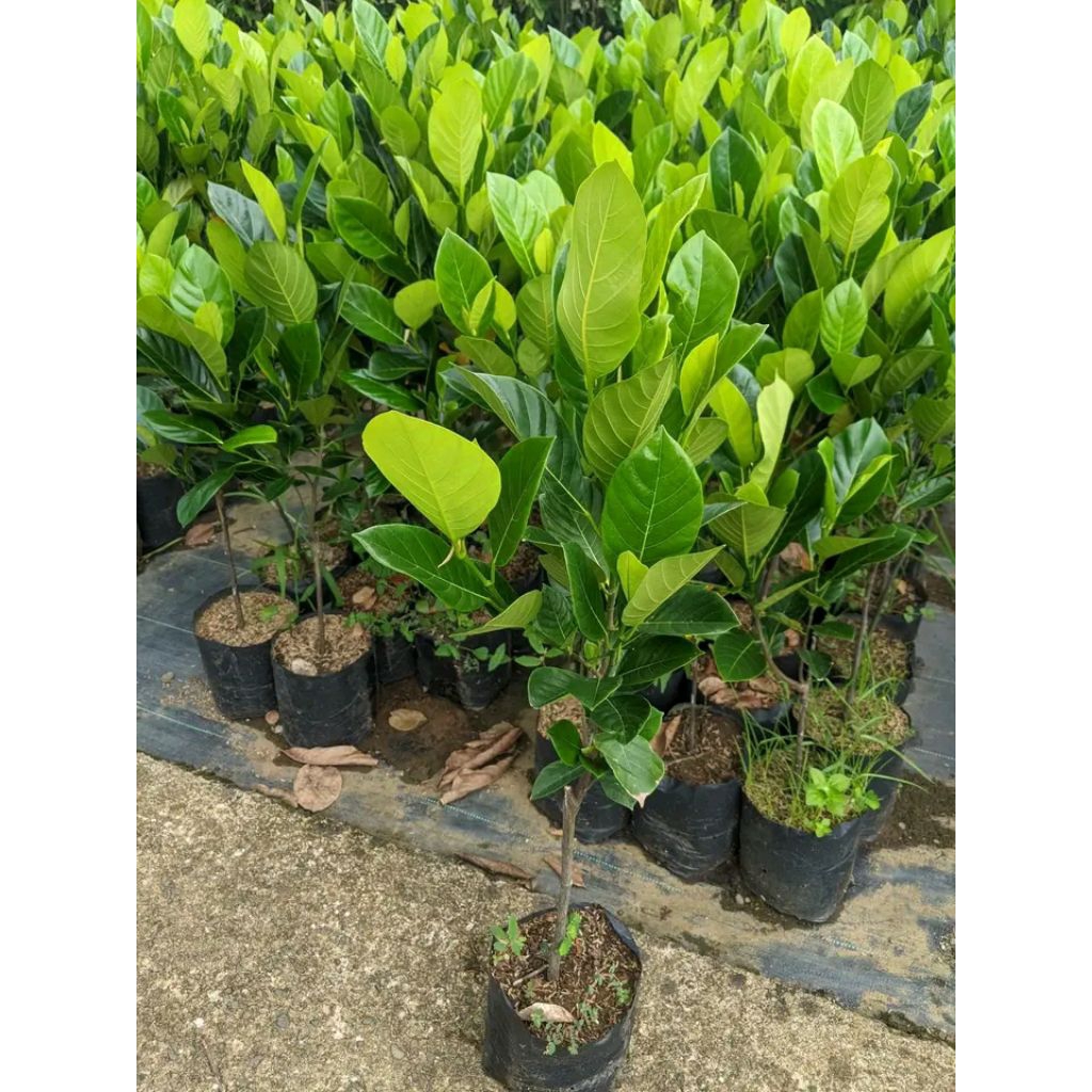 Bibit nangka J33