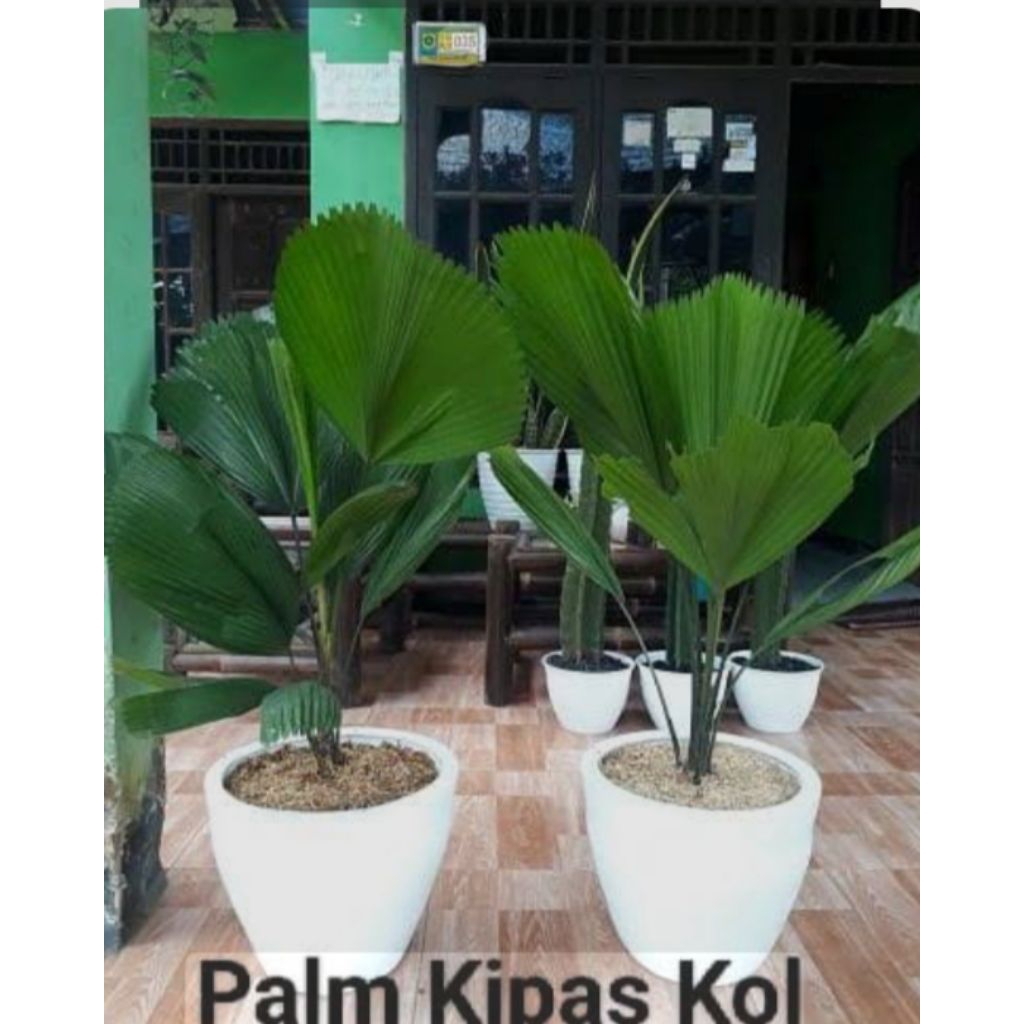Bibit Tanaman Palem Kipas - Tanaman Palem Kol Palem Kipas Segar - Palem Kipas Hidup