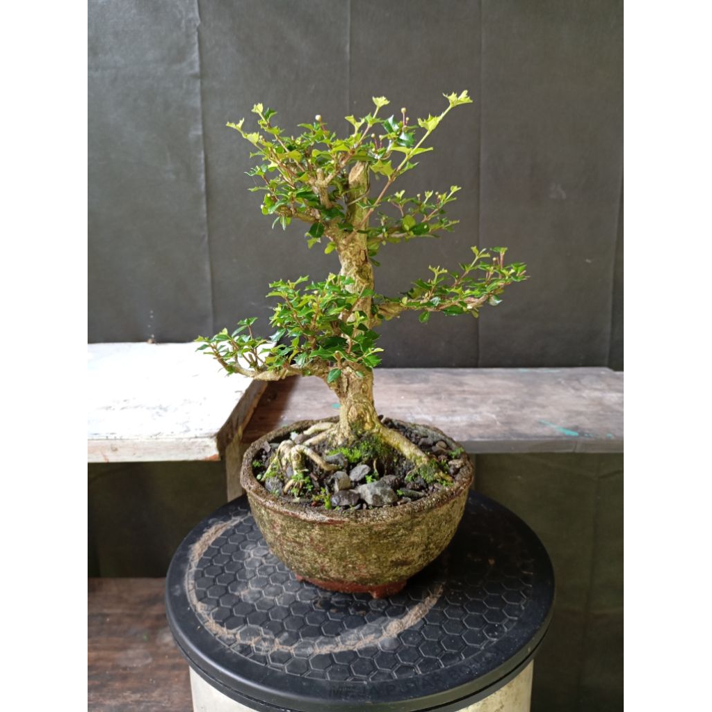 BONSAI SAKURA MIRTEN full set real pict