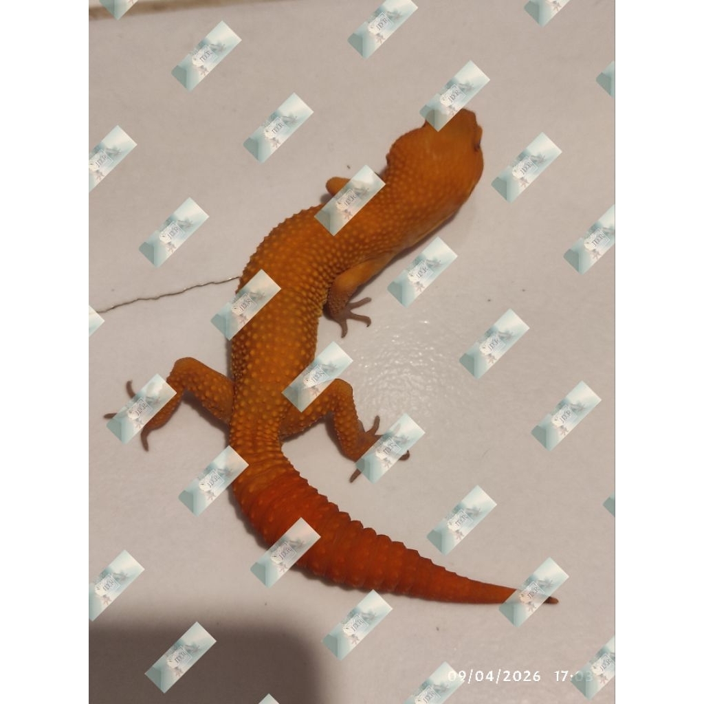 SG gecko / Sunglow / Mainan
