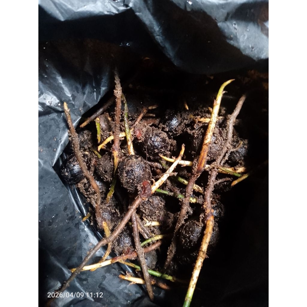 bibit kecambah biji pala per1kg