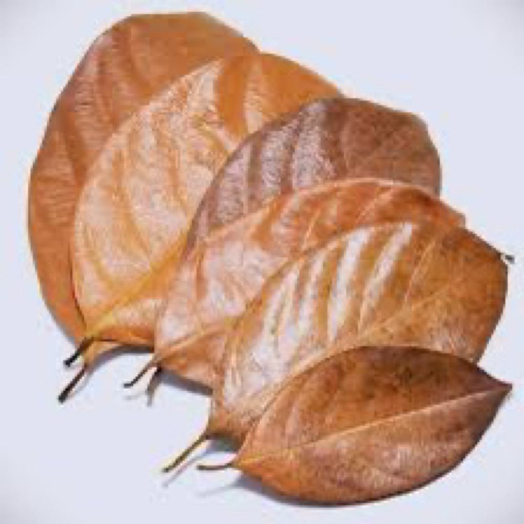 daun nangka kering