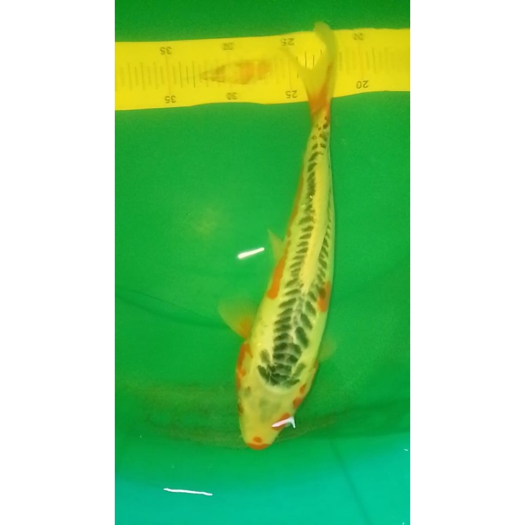 Ikan koi jenis Hana Shusui ukuran 37cm bagus