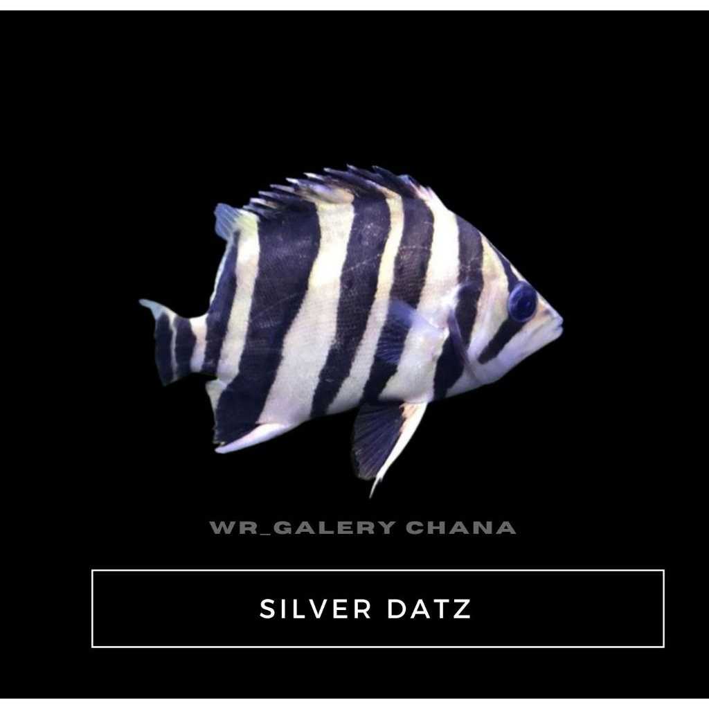 Kebutuhan Aquarium Silver Datz