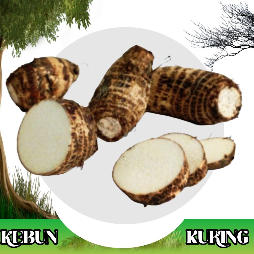 umbi talas pulen,fresh 1kg / umbi talas