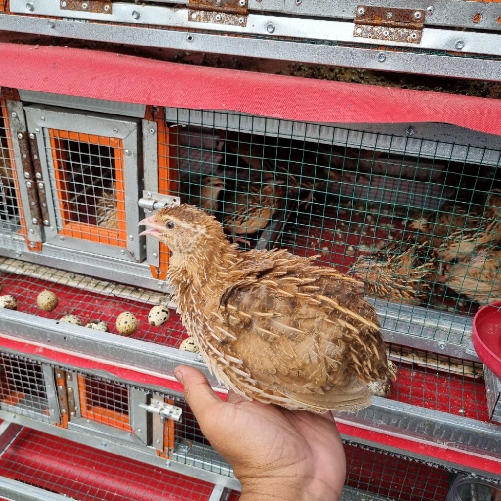 burung puyuh betina petelur dewasa