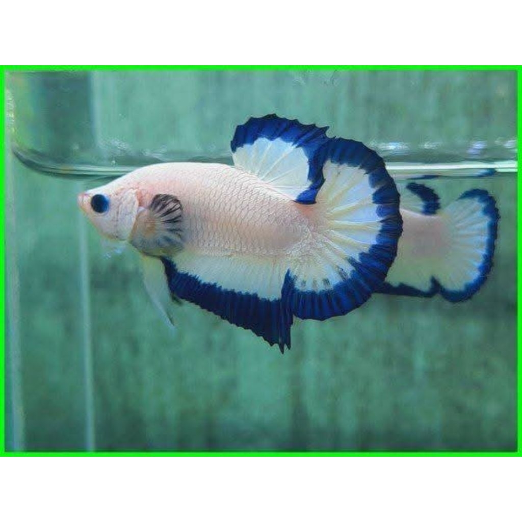 ikan cupang Blue rim male/jantan ikan cupang promo ikan cupang gratis ongkir ikan cupang Bengkayang 