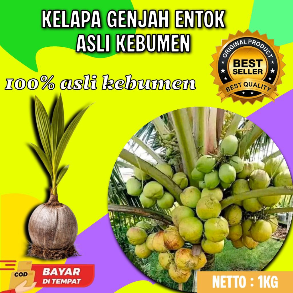 TERBAIK  Bibit Kelapa Genjah Entok, Bibit Kelapa Genjah Entok Bersertifikat, Bibit Kelapa Genjah Ent