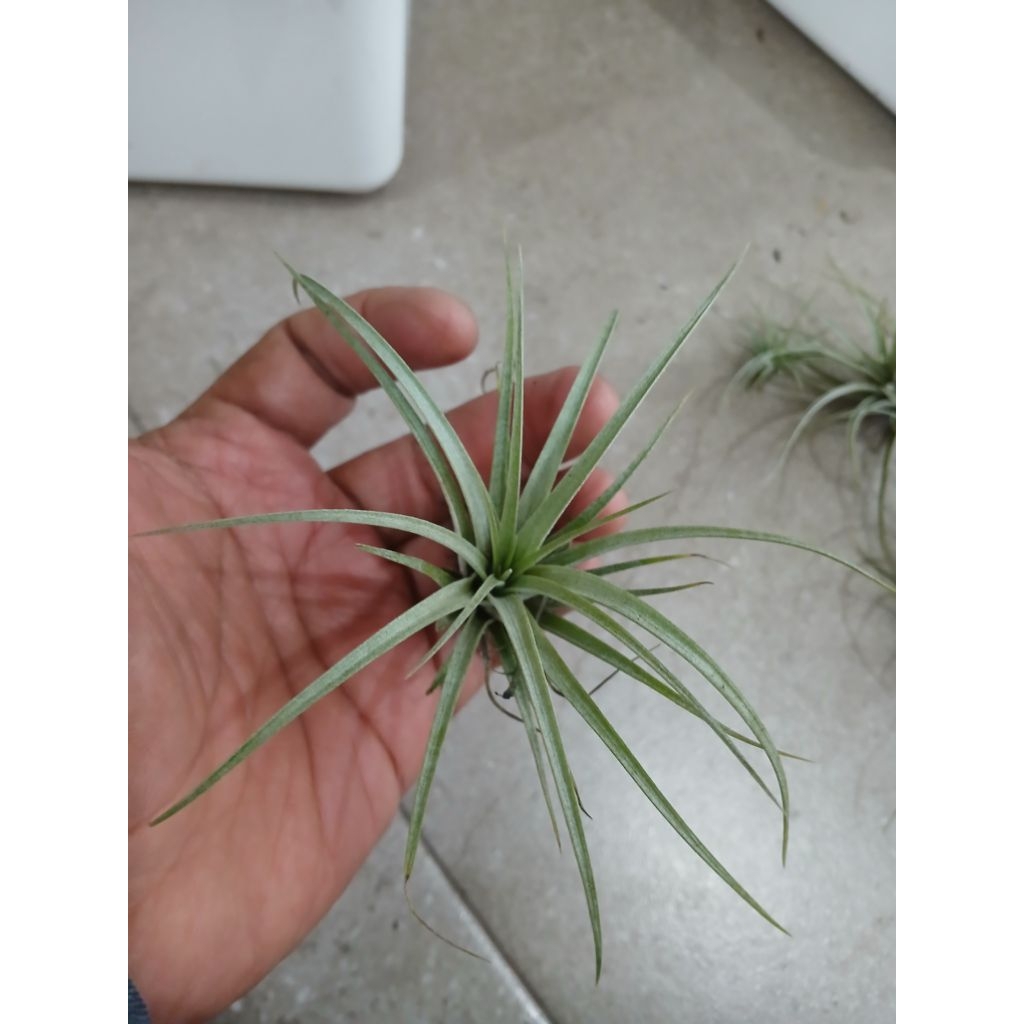 Tillandsia utriculata var pringlei adult