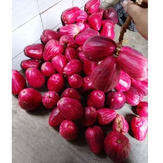 Jambu Jamaika 1 kg