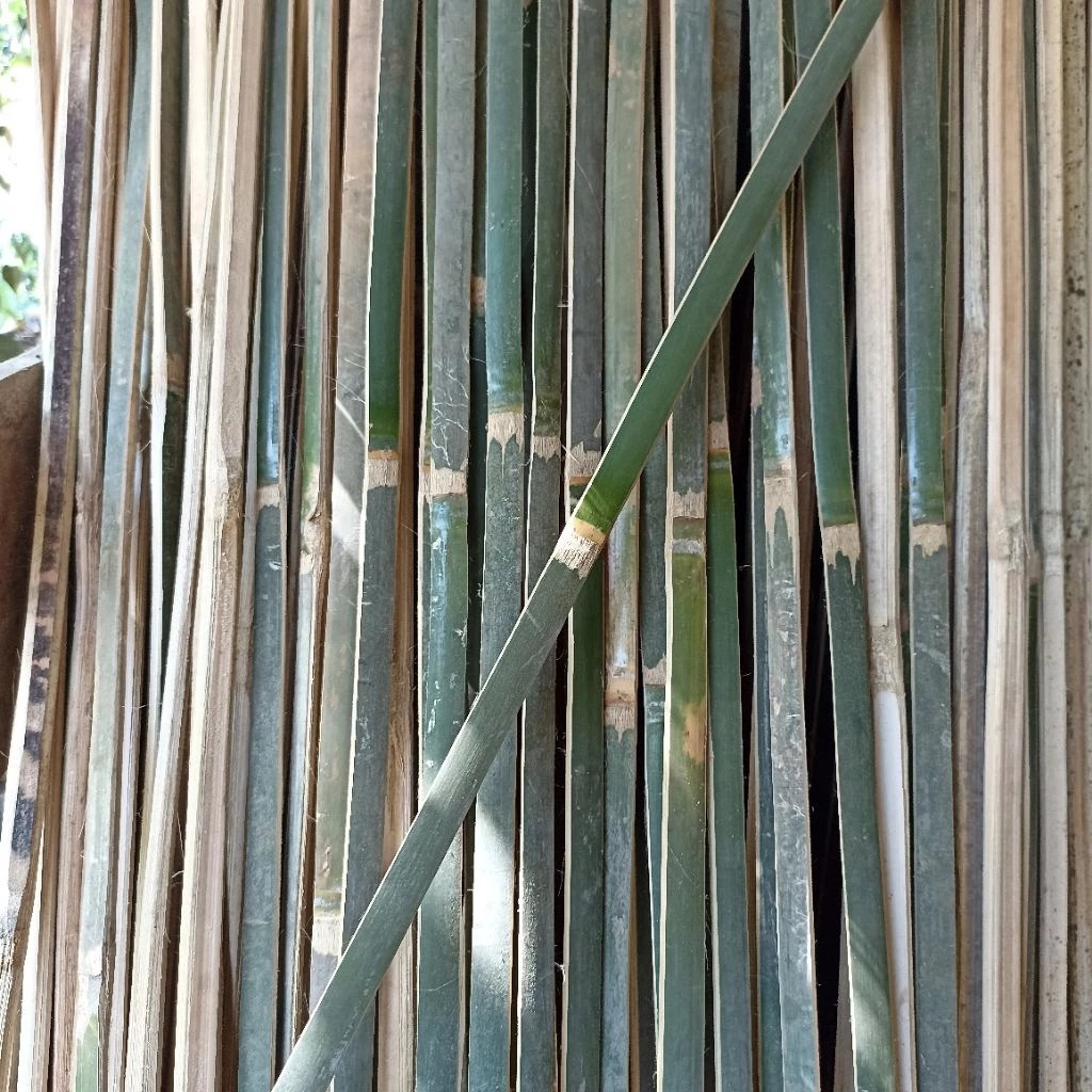 TERMURAH Bambu bilah 100cm 120cm/Turus Bambu penyangga tanaman  Bambu bilah