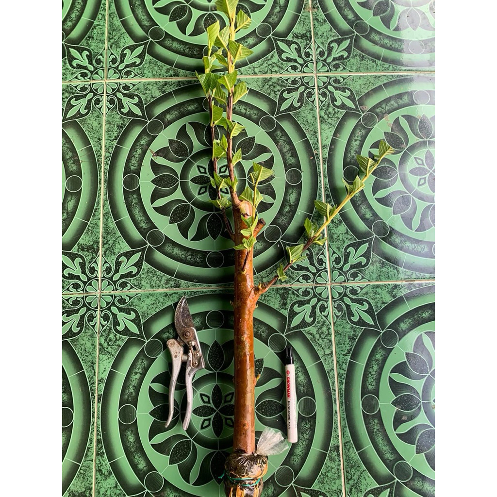 fresh cangkok jambu kristal merah jumbo ukuran besar