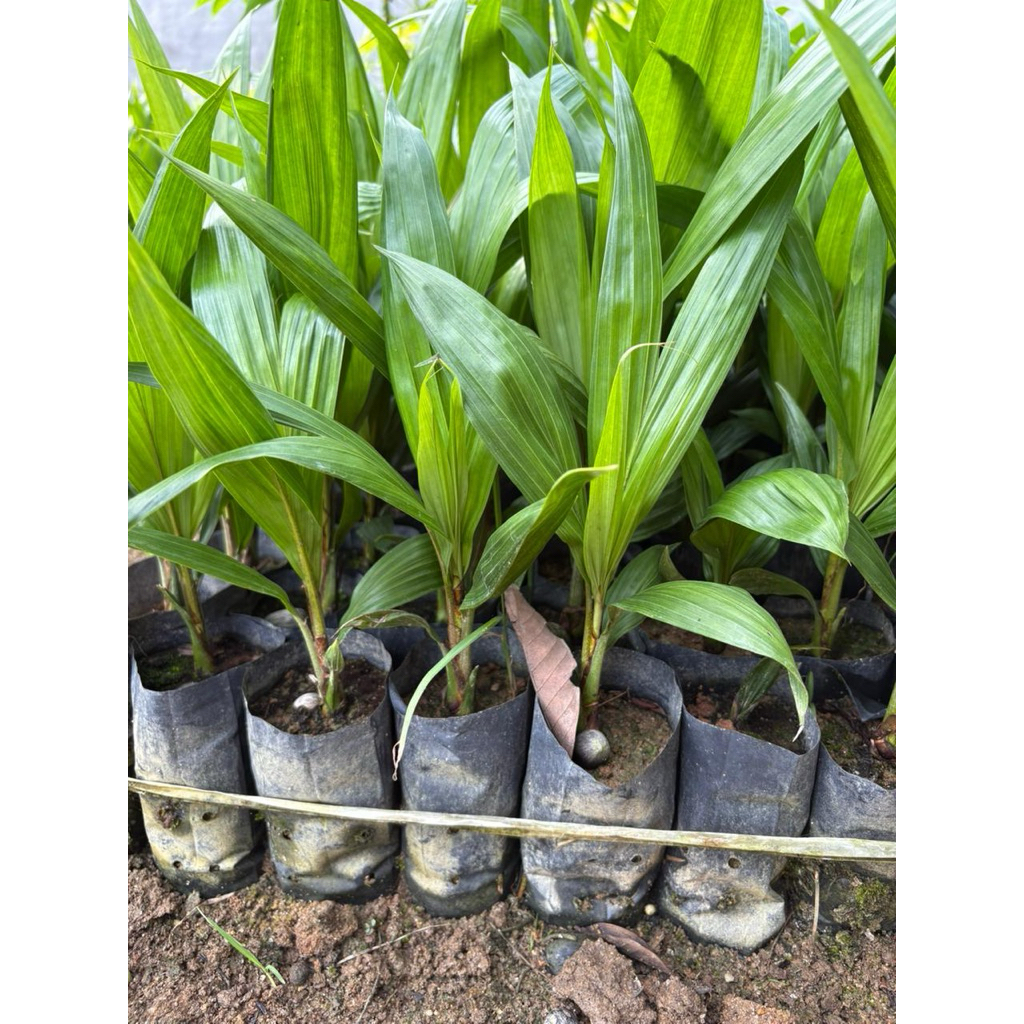 BIBIT KELAPA SAWIT PPKS UNGGUL