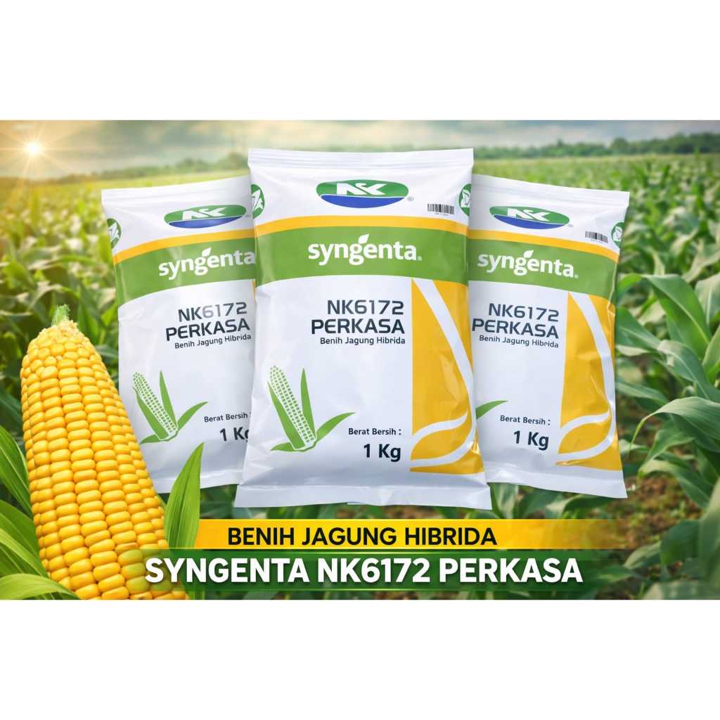 BENIH-JAGUNG-PERKASA-6172-ASLI-BENIH-SUPER-PRODUKTIF-ANTI-GAGAL