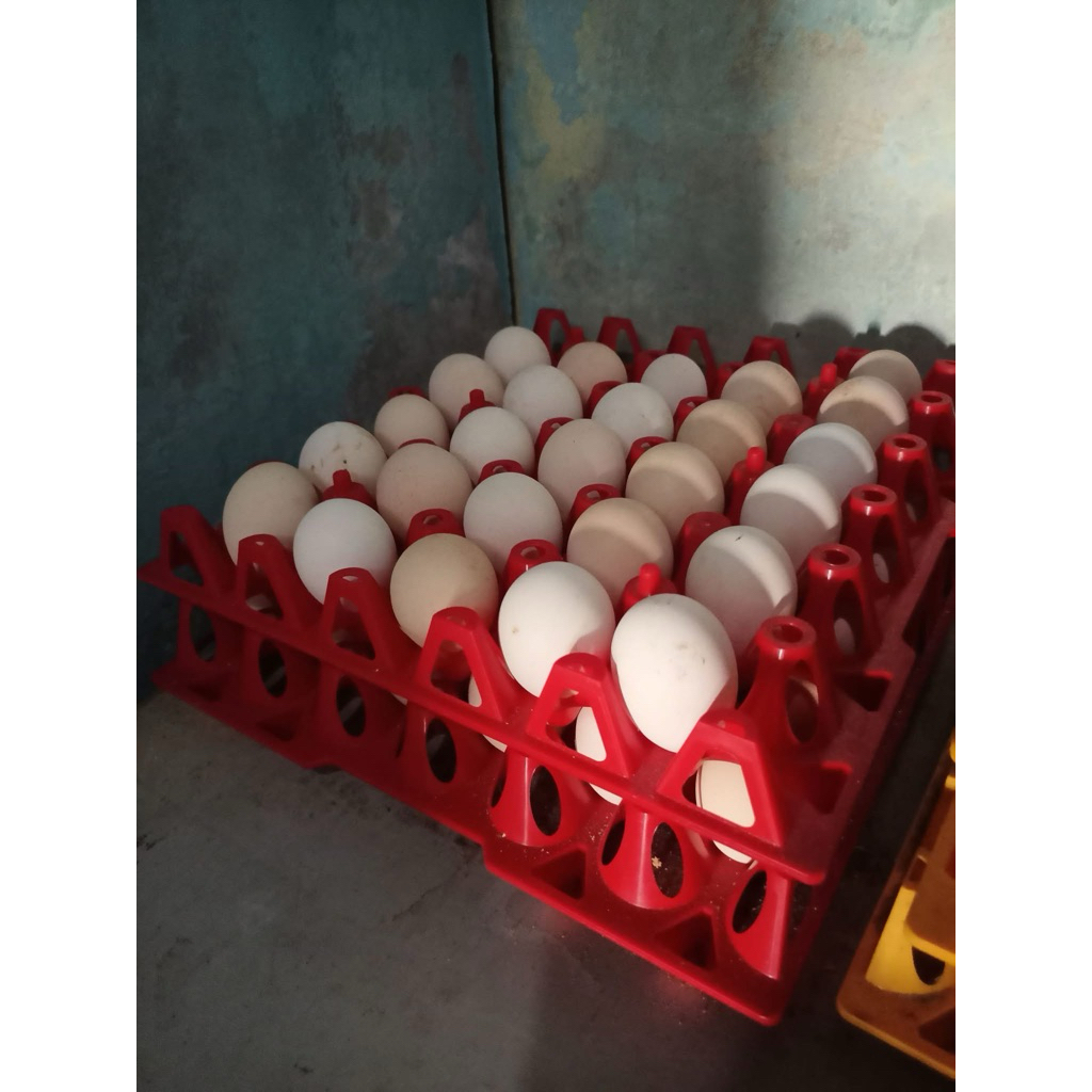 Telur Fertil KUB GARANSI PECAH