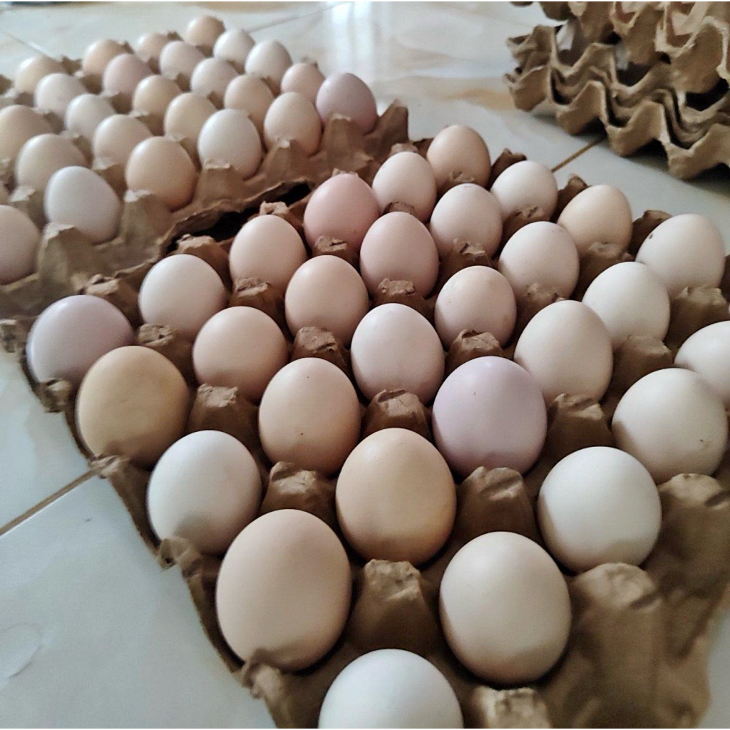 Telur FERTIL Ayam ELBA GARANSI PECAH