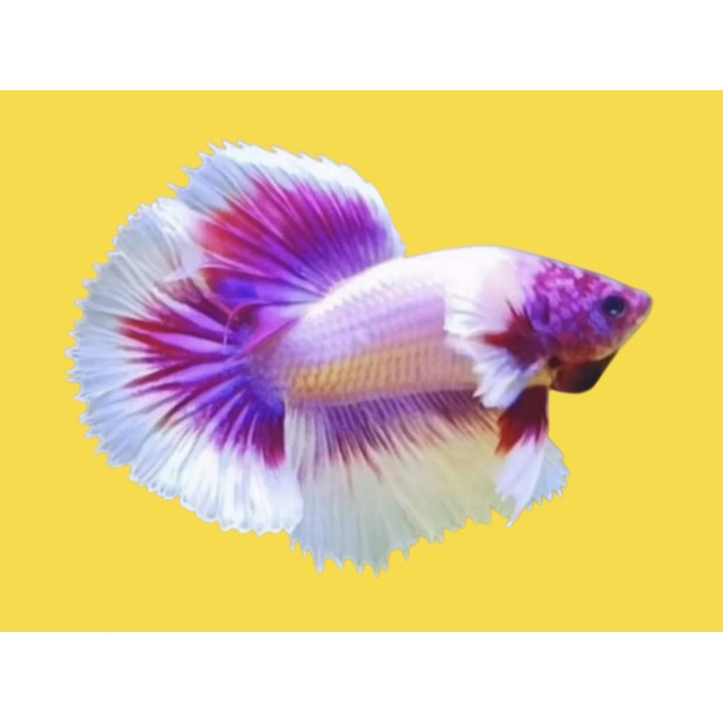 Hiasan aquarium Cupang Halfmoon Bigear Pink Flamingo