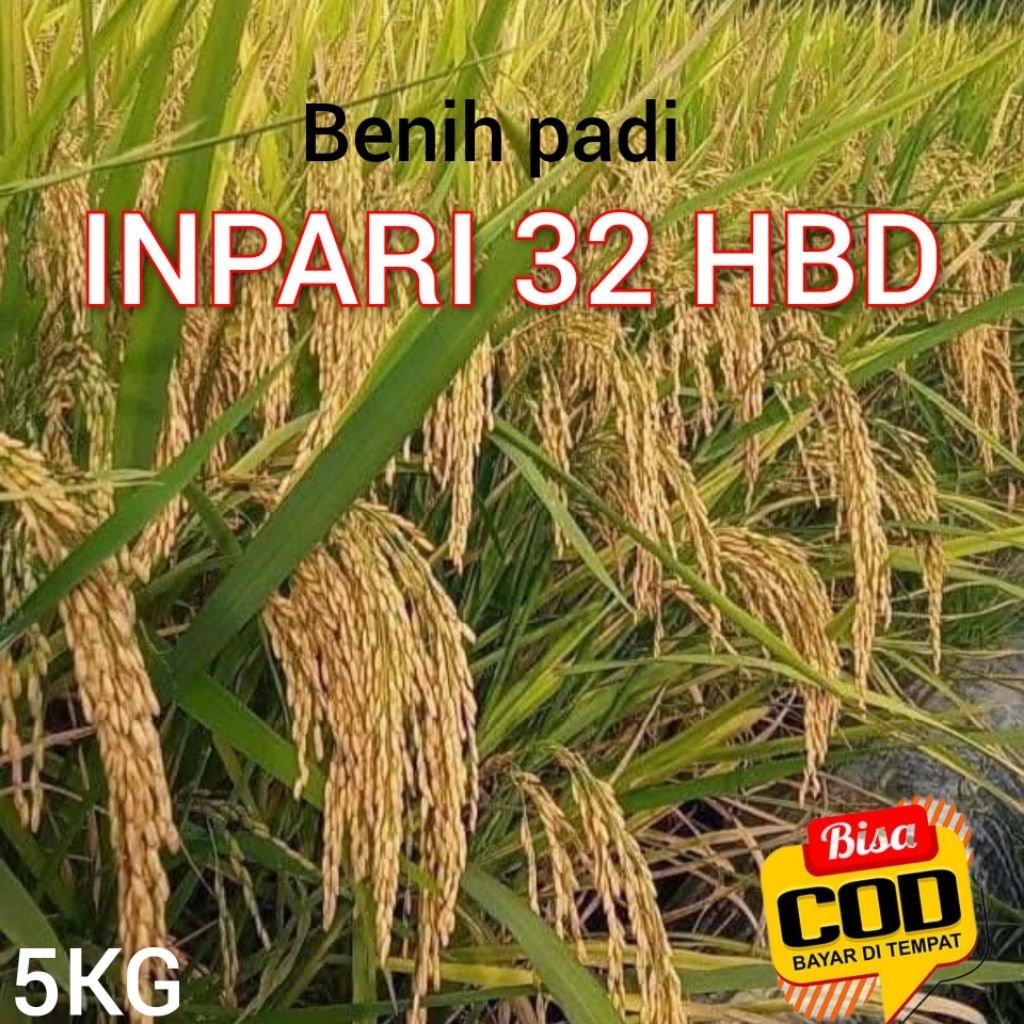 (ORIGINAL)BENIH PADI INPARI 32 HBD KUALITAS UNGGUL KEMASAN 5KG