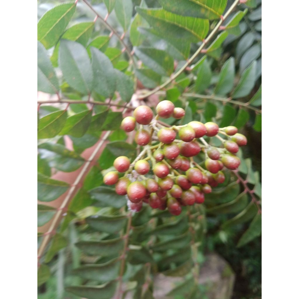 Biji Daun Kare Salam Koja