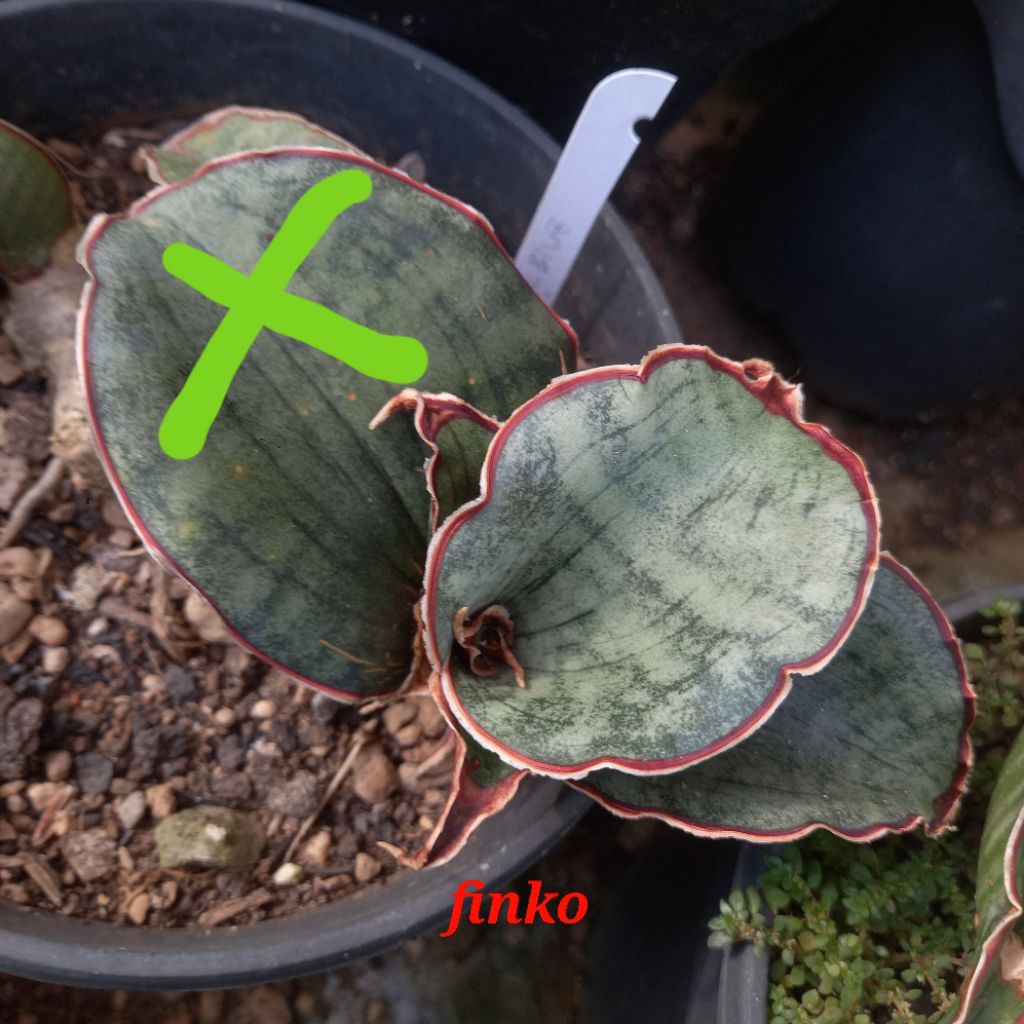 sansevieria sp. mafinga, 'aff. silver blue/black silver', Tanzania.