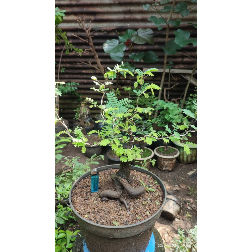bonsai asem jawa karakter, bahan dongkelan