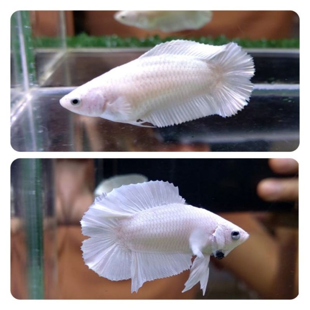 Ikan Cupang Pkdt White Platinum ukuran S/++, Tampilan Elegan untuk Aquarium Anda