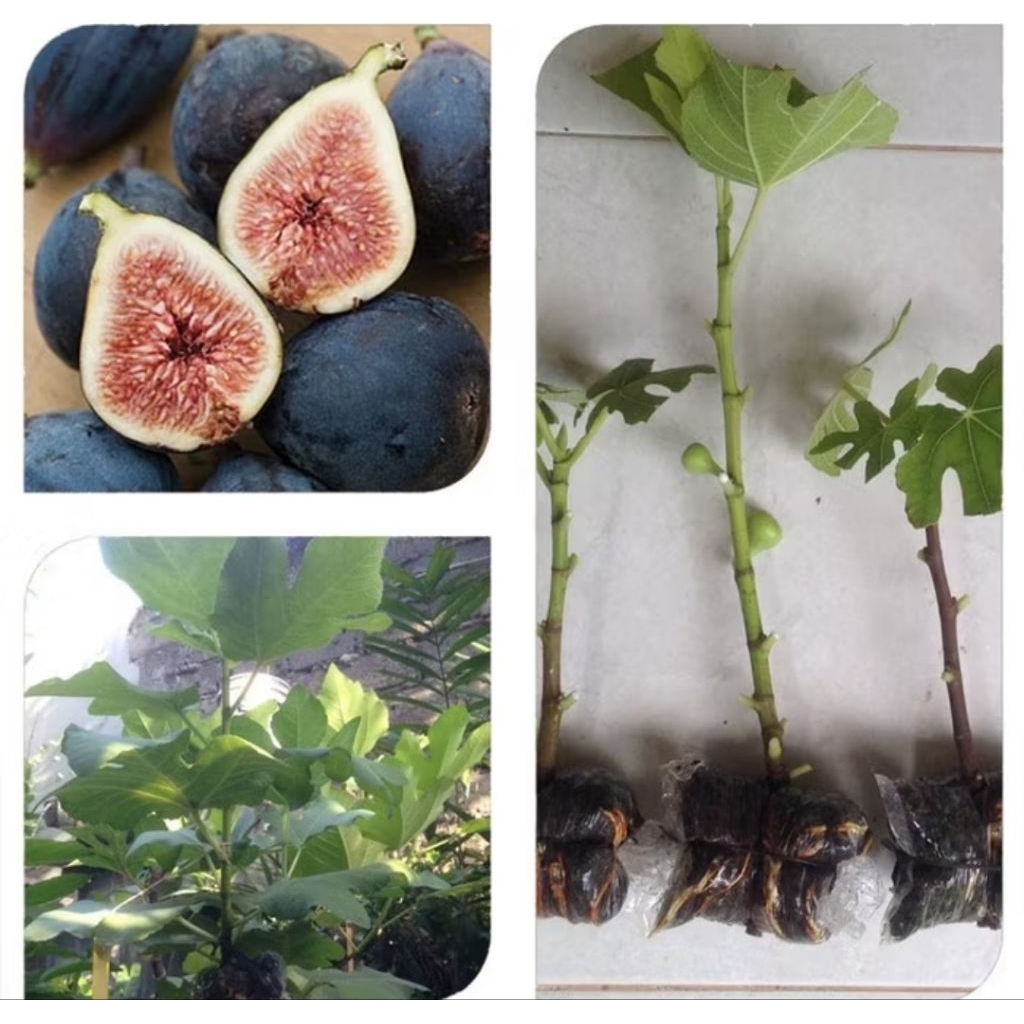 bibit tanaman buah tin black mission