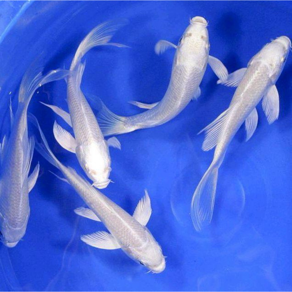 Ikan Koi Platinum (Snow White) SIayer 20-22cm
