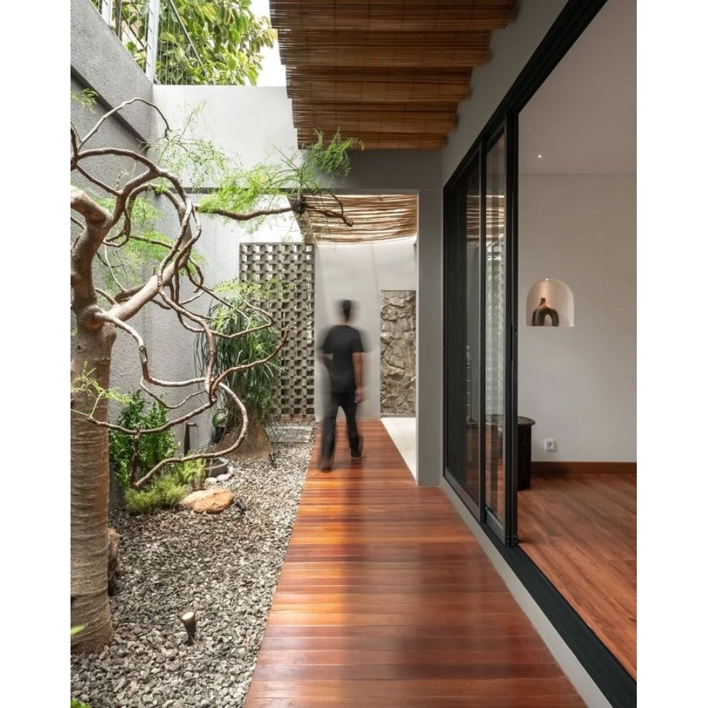 Taman kering kelor Afrika