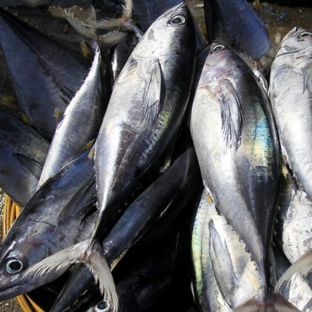 Ikan Tongkol Sisik 500 gr | Ikan Segar