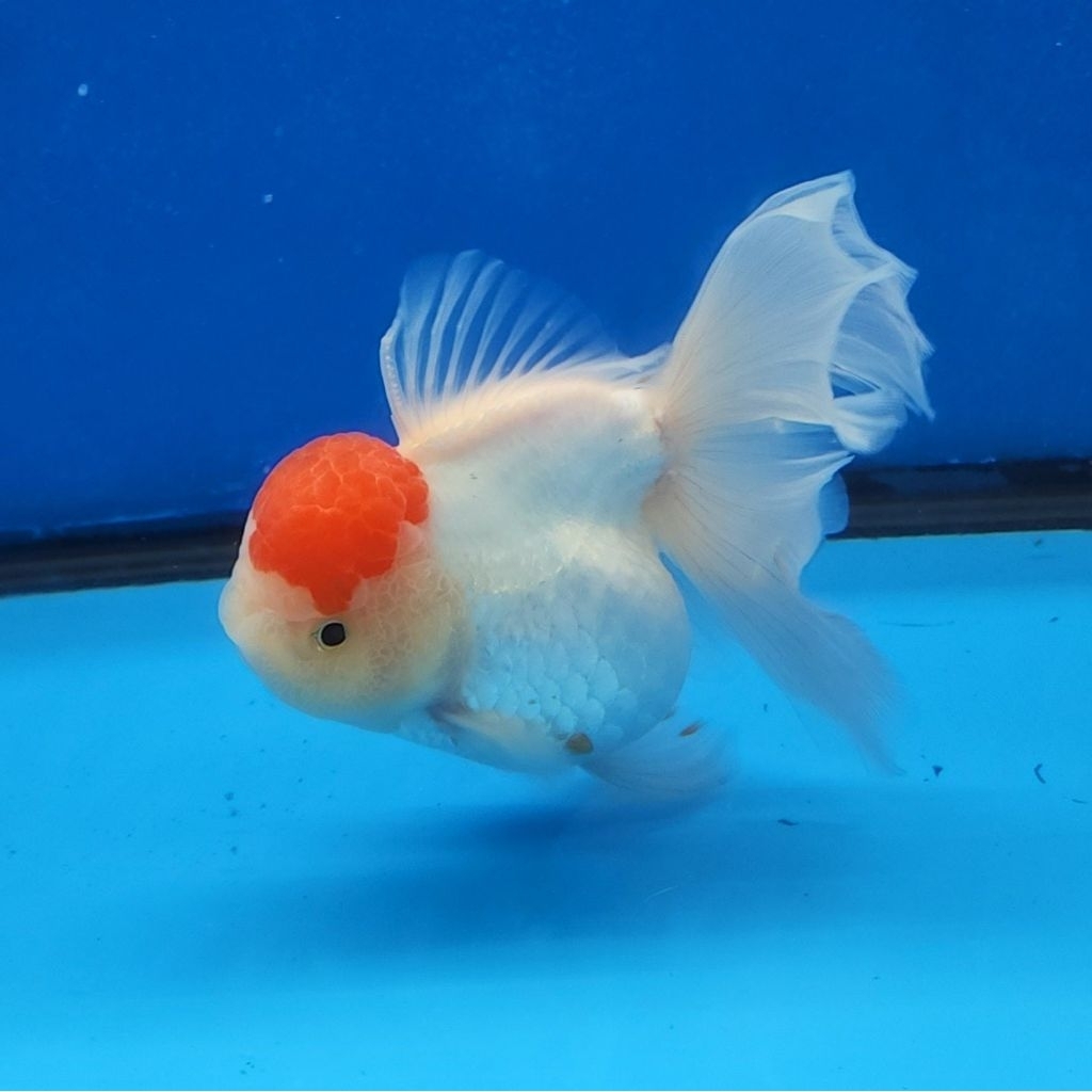 IKAN HIAS KOKI ORANDA RED CUP